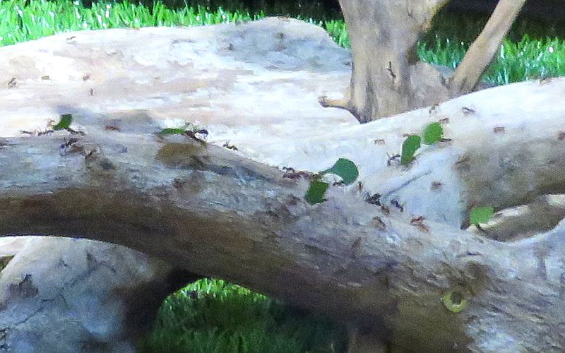 Leafcutter ant - Kansas State Insect Zoo