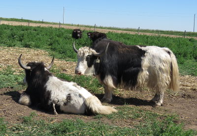 Yak at Bow Creek Ranch in Lenora, Kansas