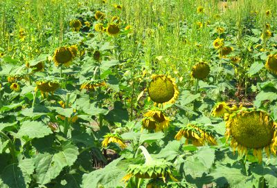 Diana Burress - B Realty Sunflower Field - Augusta, Kansas