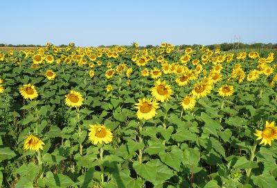 Edgerton, Kansas - Gieringers Family Orchard and Berry Farm