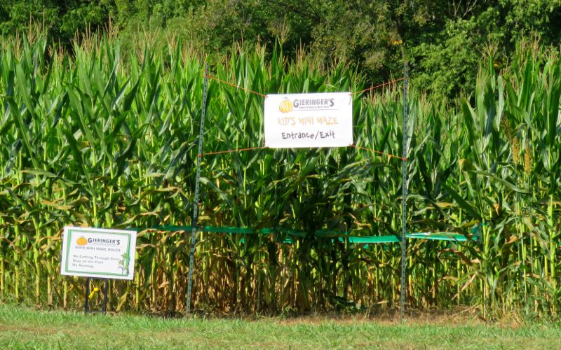 Corn Maze