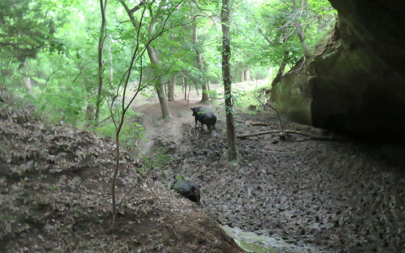 Jesse James Cave cows