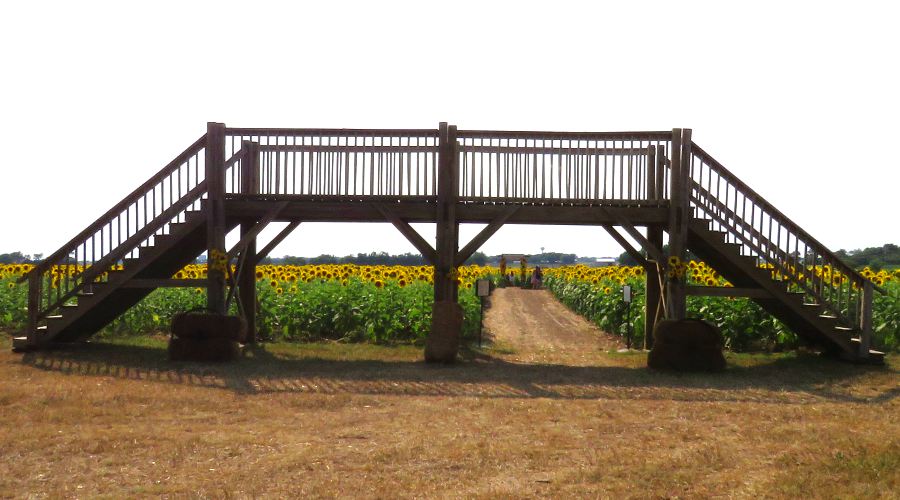 Kansas Maze Sunflower Festival