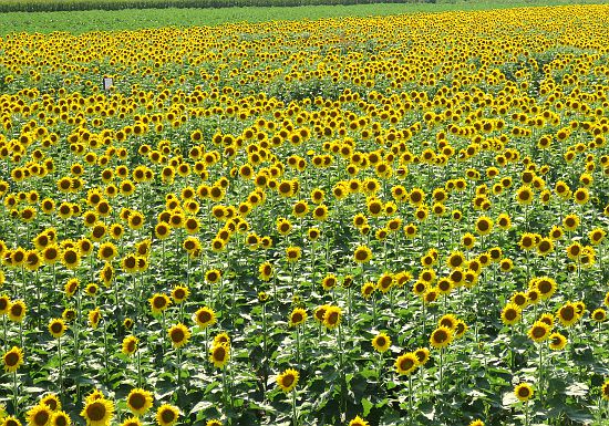 Kansas Specialty Foods