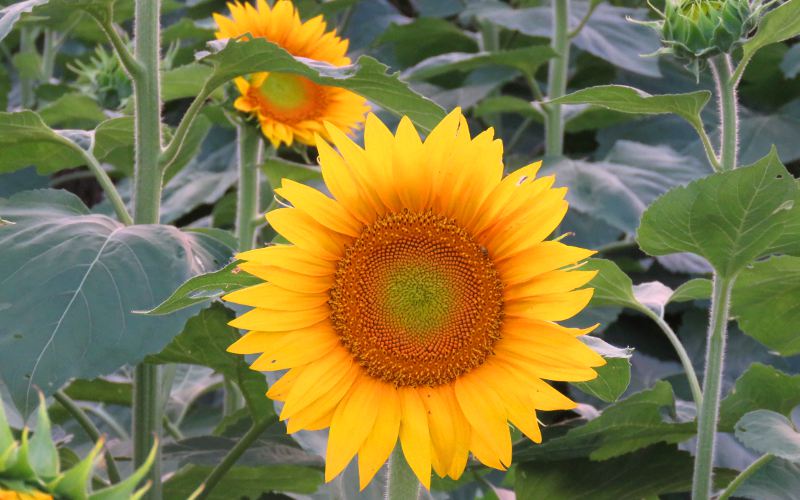 Kansas Sunflower