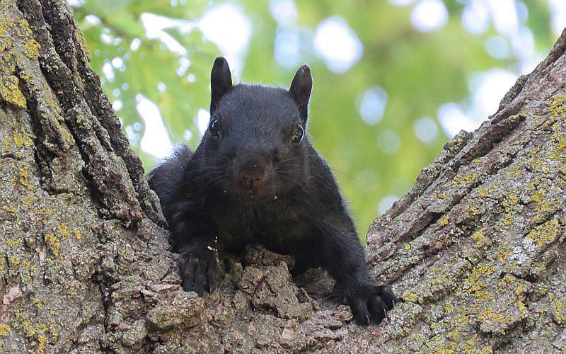 Melanistic eastern gray squirre