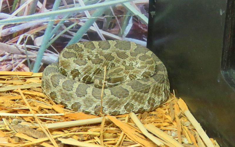 Sterburg museum massasauga rattle snake