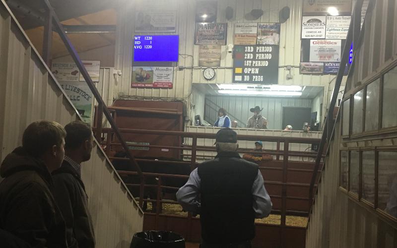 Fredonia Livestock Auction - Fredona, Kansas