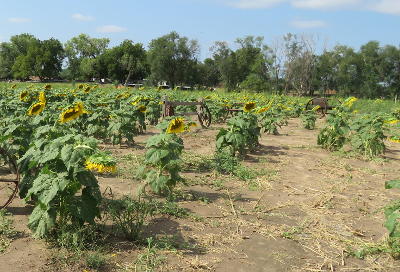 A & H Farm - Manhattan, Kansas