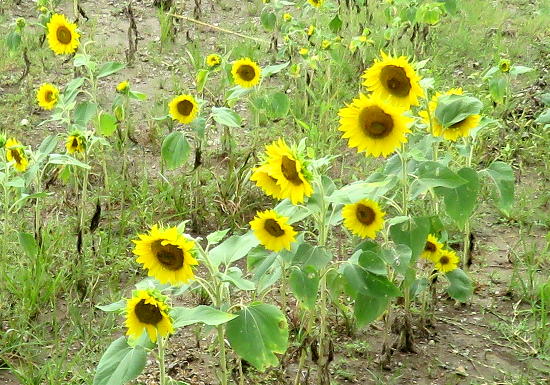 Baxter Springs Sunflower Field - Baxter Springs, Kansas