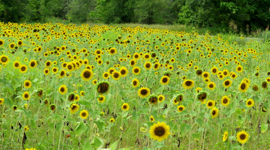 Baxter Springs Sunflower Field