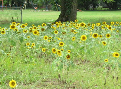 Sunflower Field - Baxter Springs, Kansas