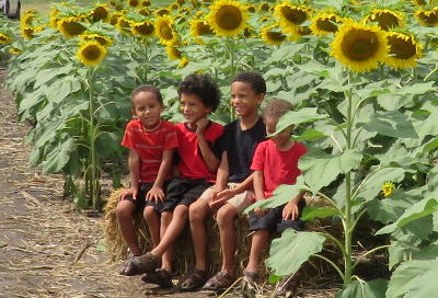 Britt's Sunflower Field - Manhattan, Kansas