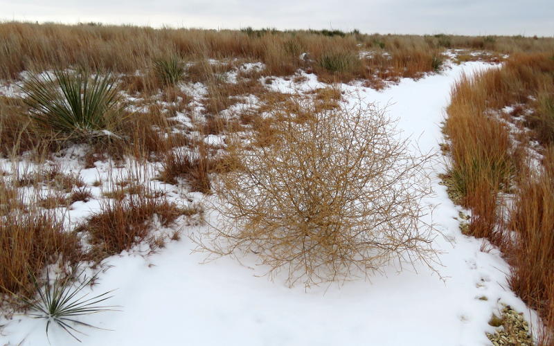 Snow covered trail