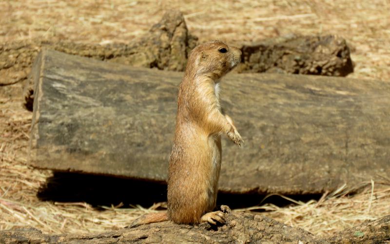 Black-tailed prairie dog