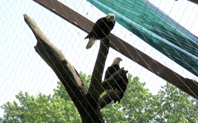 Bald eagles