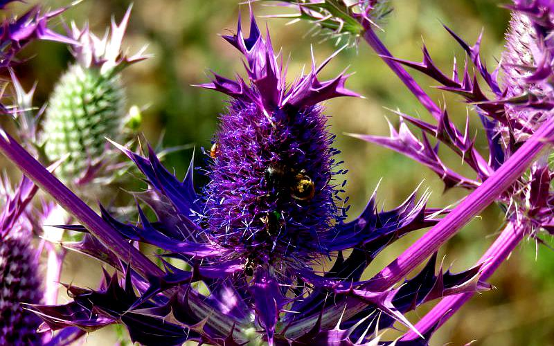 Leavenworth's eryngo also known as Purple Pineapple