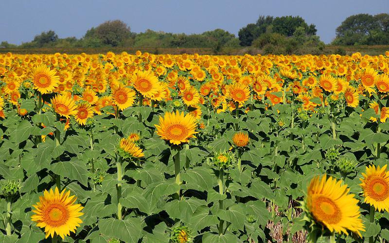 2023 Eleanors Events sunflower field