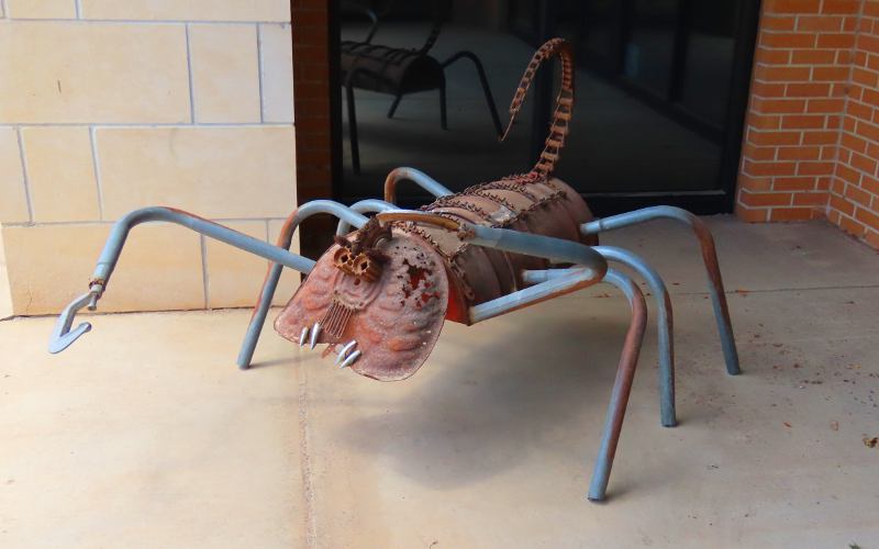 Scorpion Bug - Anthony, Kansas
