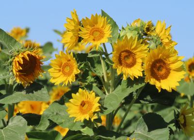 Overland Park, Kansas - Open Petal Farm