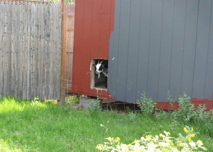 domestic goat (Capra aegagrus hircus)