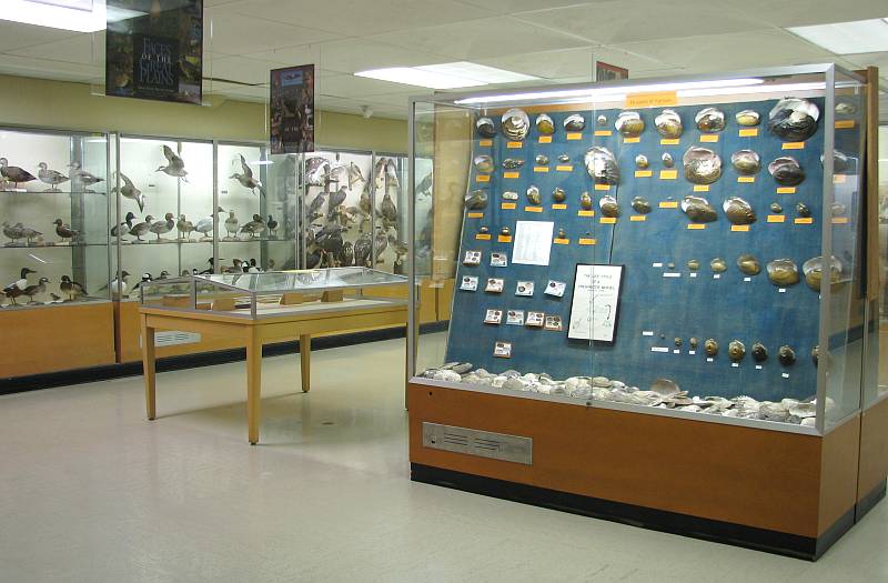 Schmidt Museum of Natural History - Emporia, Kansas