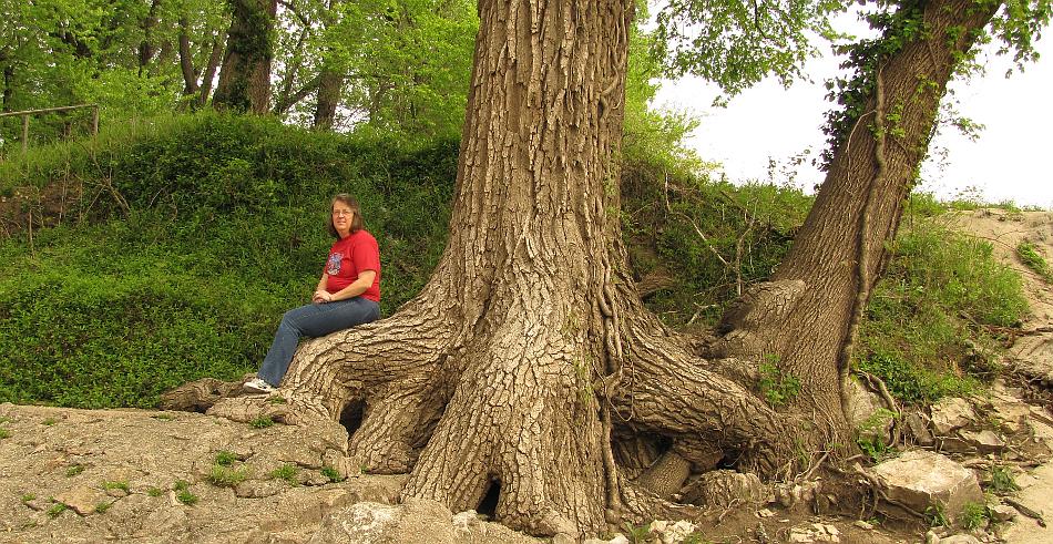 Osawatomie cottonwood tree