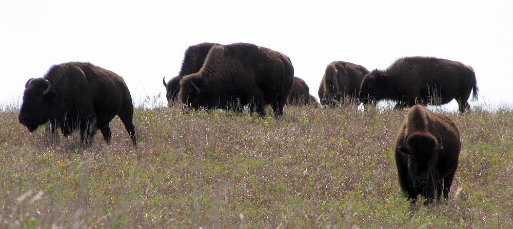 buffalo at Maxwell Wildlife Refuge