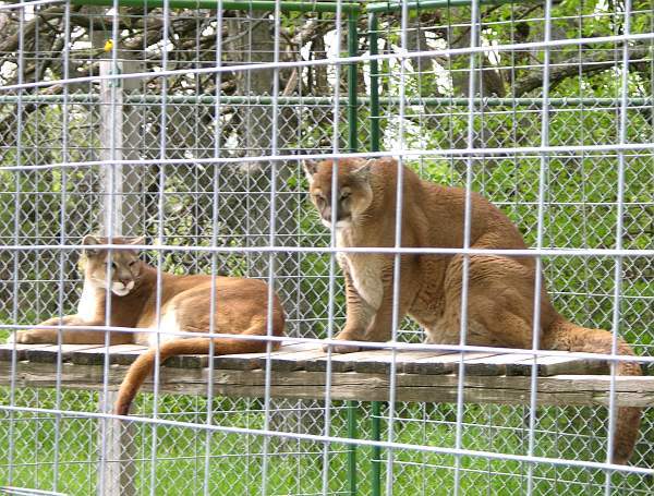 Cougars at Ceader Cove in Louisburg, Kansas.
