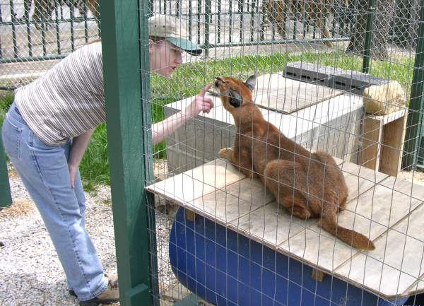 Caracal
