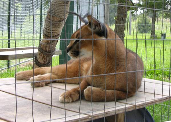 Caracal