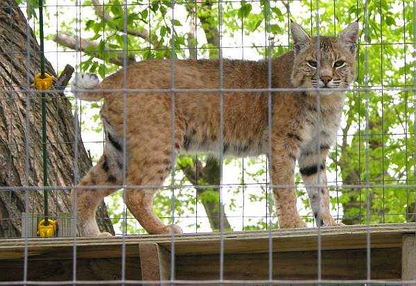 Bobcat