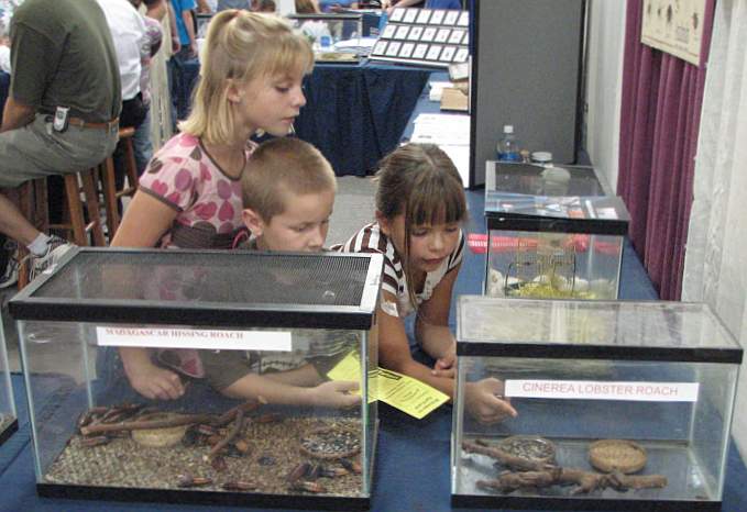 Children admiring Cinerea Lobster Roaches at Kansas State Fair