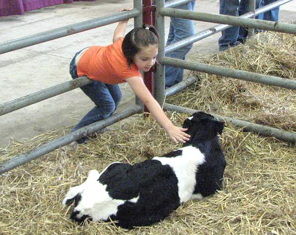 Girl and calf at the Kansas State Fair.