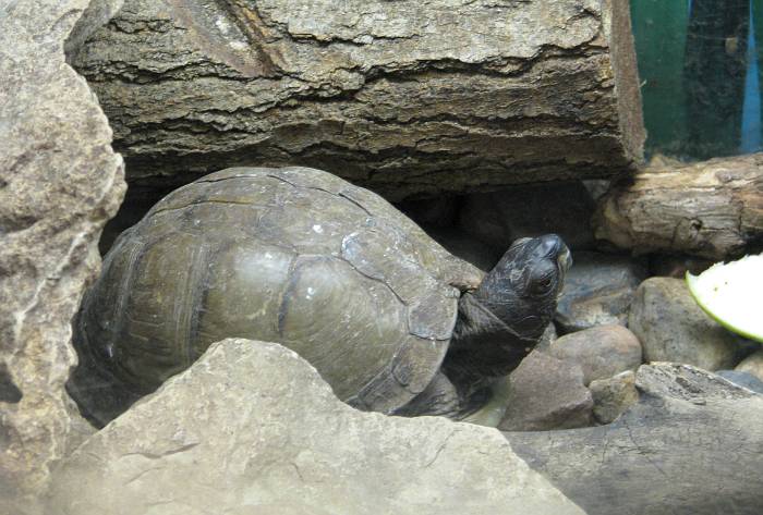 Eastern Box Turtle (Terrapene Carolina carolina)