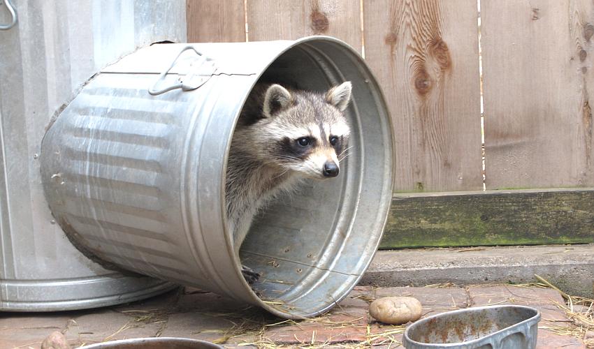 North American Raccoon at the Hutchinson Zoo