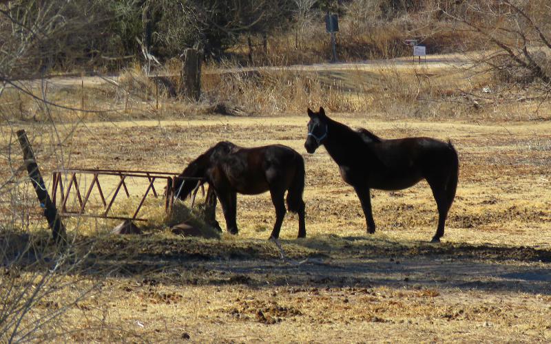 Glass Spring's Dairy Map Amish horses