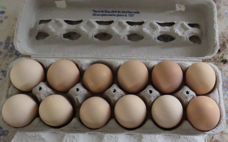 Brown eggs from an Amish farm