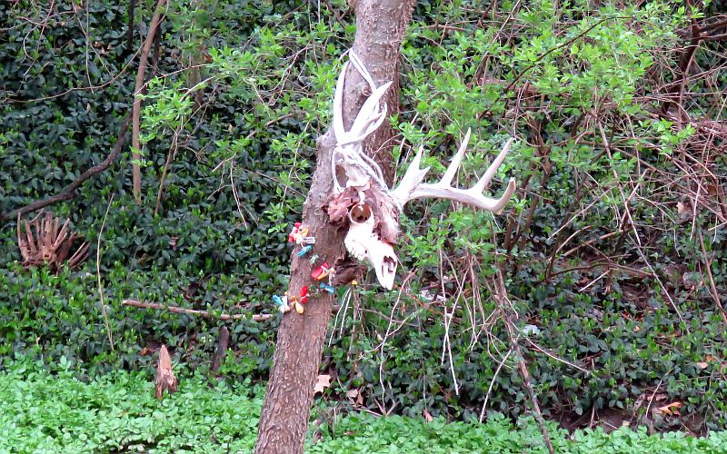 Deer skull and necklace