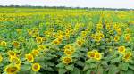 Klausmeyer Sunflower Fields - Clearwater, Kansas