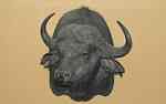 Cape buffalo