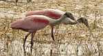 roseate spoonbills (Platalea ajaja)