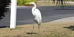 Great Egret