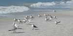Royal terns and ring billed gulls