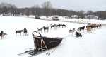 Dog Sledding at Boyne Highlands