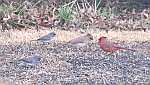 Birds at the Peacable Inn in Chanute, Kansas