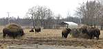 Mined Land Wildlife Area Bison Herd