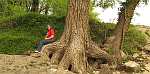 Giant cottonwood tree