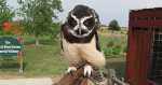 spectacled owl - Eagle Valley Raptor Center