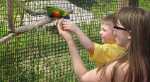 Swainson's Lorikeet